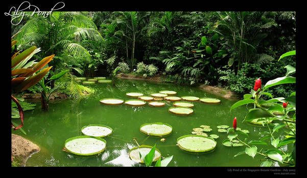 Lily Pond