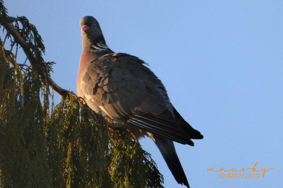 Lieber Ein Spatz In Der Hand