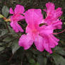 Azaleas