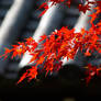 Momiji leafs, Kyoto, Japan