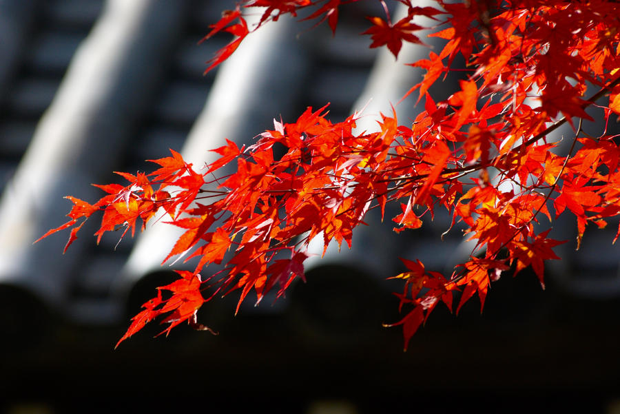 Momiji leafs, Kyoto, Japan
