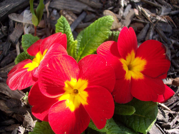 Prim Red Red Primrose by Dlphnz13 on DeviantArt