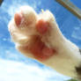 cat paw