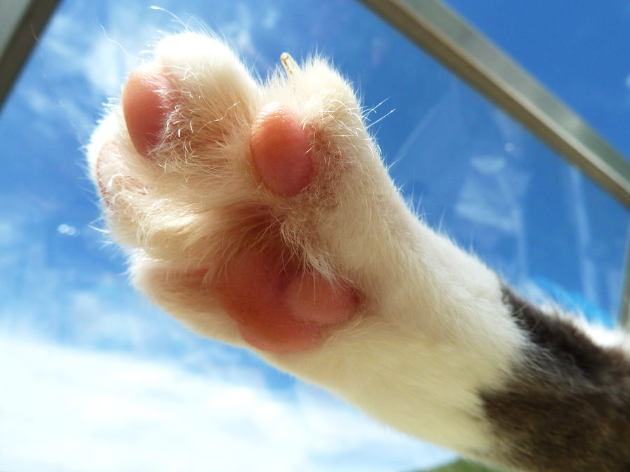 cat paw