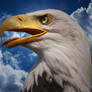 sea eagle