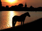 horse by sunset by wiingzz