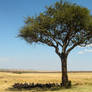 Vulture Tree