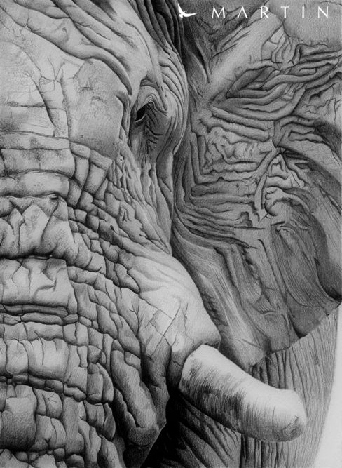 Realistic Elephant Face Drawing Realistic Drawings Of Elephants
