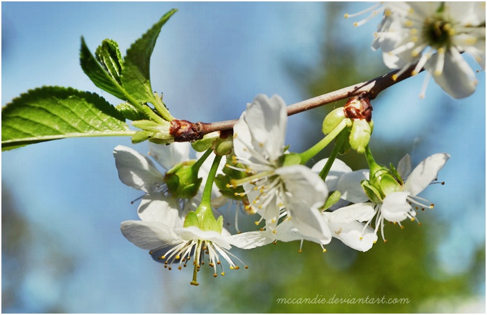 white cherry flowers