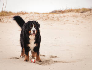 Bernese mountain dog