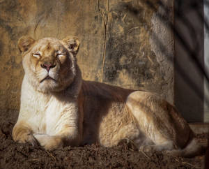 White Lioness