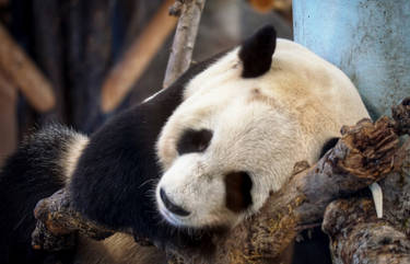 Giant Panda