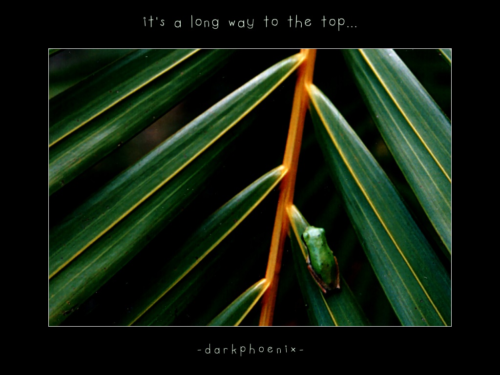It's a long way to the top... by darkphoenix