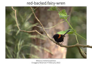 Red-backed Fairy-wren