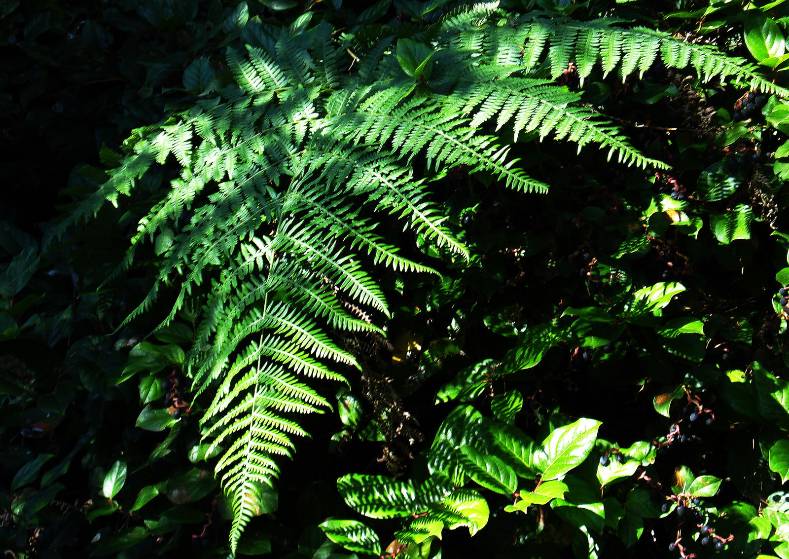 Large Fern Big Fern by AgentSmithfan1 on DeviantArt