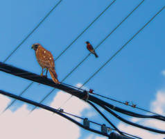 HawkCloseUp