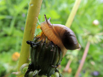 What Snails Do