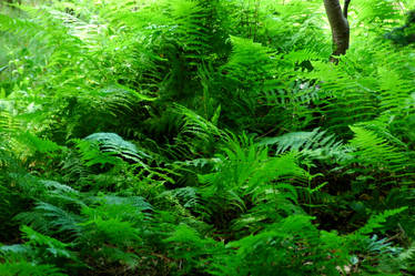 Ferns