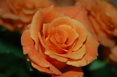 Orange Rose.