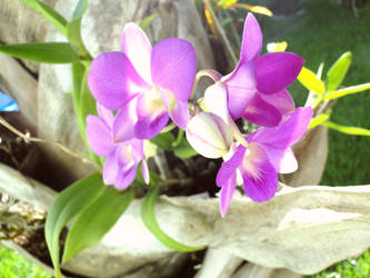 Purple Orchid 2