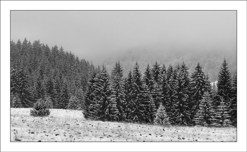 The First Snowfall I BW