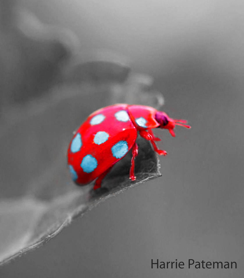 Custom Color Ladybug colourful Ladybug by HarriePatemanDesigns on DeviantArt