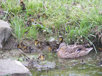 Little Ducklings II