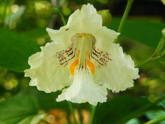 Catalpa