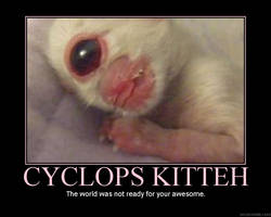 Cyclops kitteh