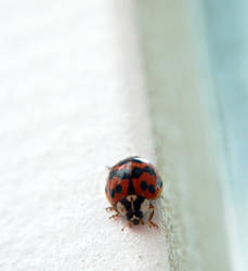 Lady on the Fence