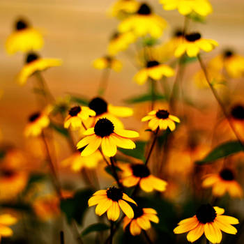 little yellow cute flowers