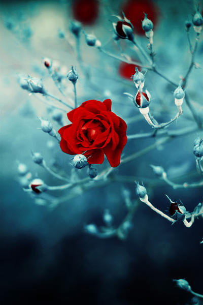 frozen rose