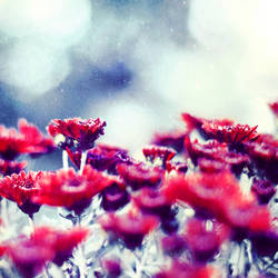 red snow