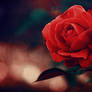 love is a rose