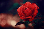 love is a rose by meyrembulucek