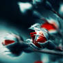 rose buds