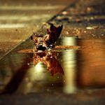 morning shower by meyrembulucek