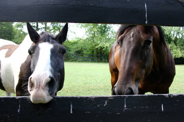 Equine Greetingz