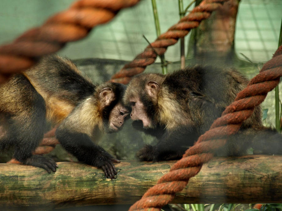 Monkey Coupling Process MonkeyCoupleForTheWin? by TheAnerchist on DeviantArt
