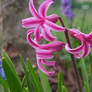 Red Hyacinth