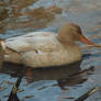 Mottled Blond