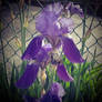 Purple Iris