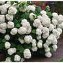 White Blossom Balls..