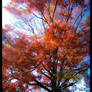 Oak Tree in Color