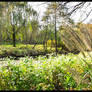 Marsh Lands