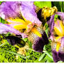 Purple Bearded Iris Blossoms