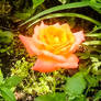  Single Glowing Rose