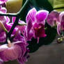 Hanging Orchid