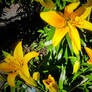 Yellow Lilly Blossoms Blooming