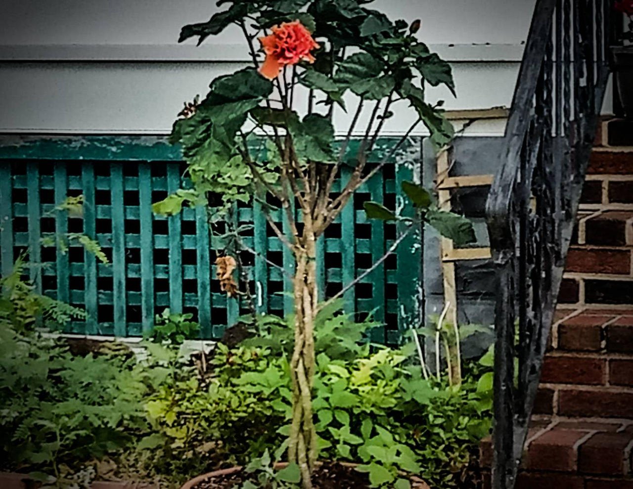 Twisted Rose Plant Blooms by morningstarskid on DeviantArt